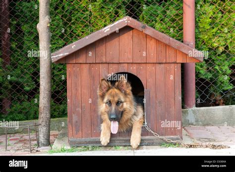 German Shepherd And Wooden Doghouse Stock Photo Alamy