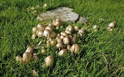 Why Are Lawn Mushrooms Growing In My Yard Are They Good Or Bad