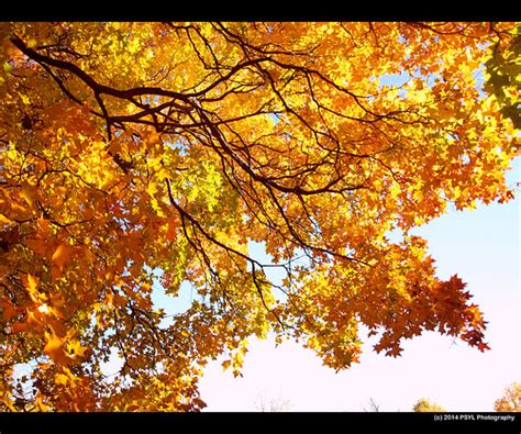 Purpleblow Maple Acer Truncatum Location Arboretum Ott Flickr