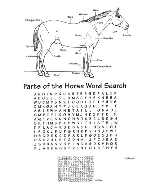 Printable Horse Anatomy Worksheets Anatomy Worksheets