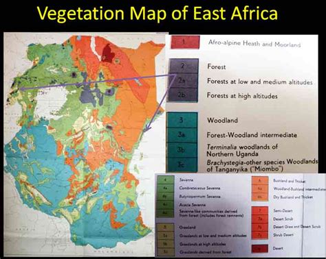 Map of african climate zones showing vegetation types. Colubrina