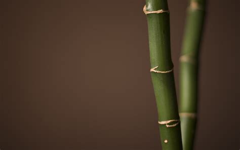 Bamboo Wallpapers 68 Background Pictures