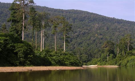 Endau rompin national park is in malaysia. Taman Negara Endau Rompin, Malaysia | view large good as ...