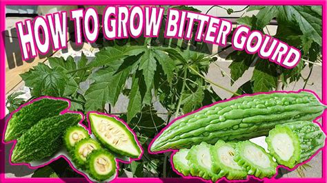 How To Grow Ampalaya Bitter Gourd Momordica Charantia Aka Bitter Melon Apple Growing Guide From