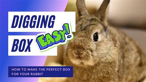 How To Make The Perfect Diy Rabbit Digging Box Rabbit Enrichment