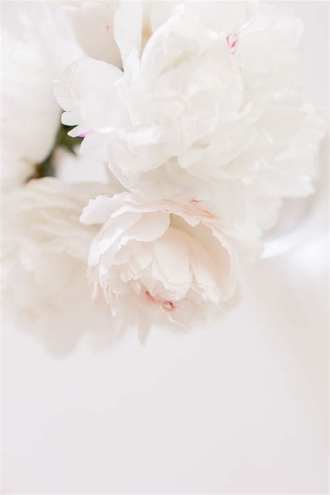 White Peonies In A Vase Peony Wallpaper Flower Background Wallpaper