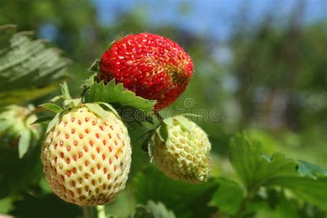 Closeup Strawberries Stock Photo Image Of View Plants 25641750