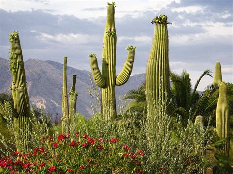 Desert Cactus Hd Wallpapers Desert Plants Cactus Cactus Pictures