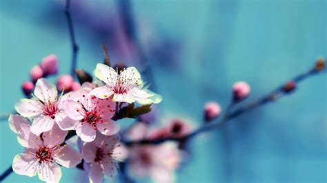 73 Cherry Blossom Desktop Wallpaper On Wallpapersafari