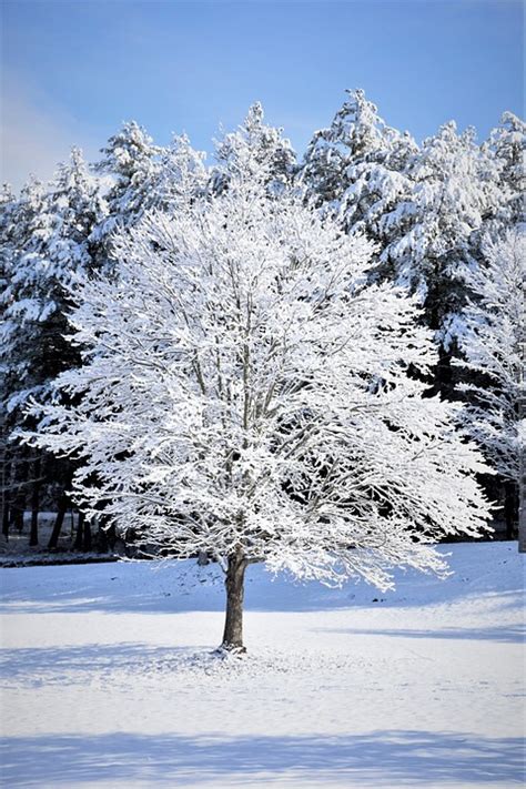 Awesome Pics Of Trees In Winter Positive Quotes