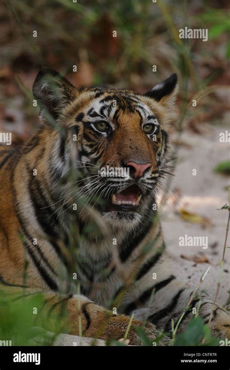 Tiger Cub In Bandhavgarh National Park Stock Photo Alamy