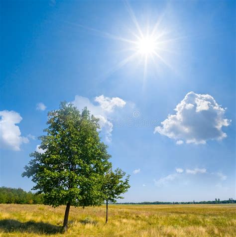 Green Tree In Prairie At The Hot Sunny Day Stock Image Image Of