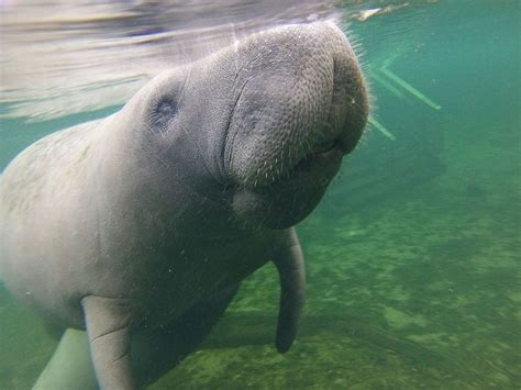 The Best Places To See Manatees Near Orlando