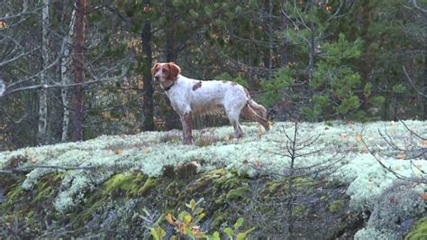 Jakt Med St Ende Hund Youtube