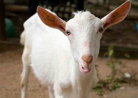 Saanen Goat Eras Saanen Goat Goats Breeds