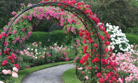 Up To 19 Off 2 Or 6 Scented Climbing Roses Groupon