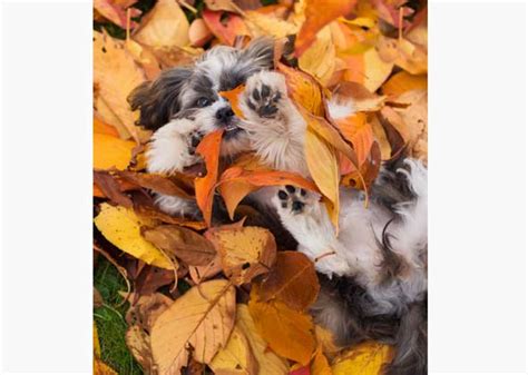 Cute Pictures Of Puppies Enjoying Fall — Photo Gallery