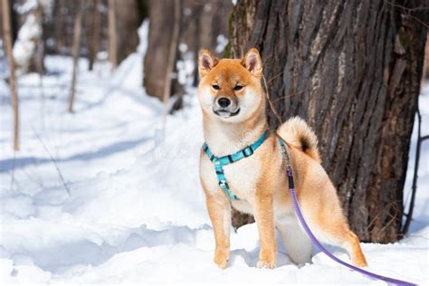 Shiba Inu Dog In Winter Snow Fairy Tale Forest Stock Image Image Of