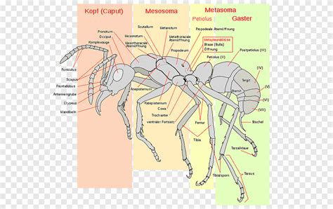 Semut Api Impor Merah Serangga Anatomi Gaster Serangga Sudut Hewan