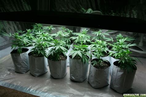 I didn't know much about lighting, water, or growing media. 18 plant T5 12 bulb setup! OG Kush and LA CON Check it and ...