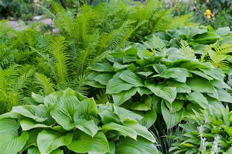 How To Grow Hostas Where To Plant Hostas In Your Garden