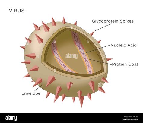 Diagram Showing The Structure Of A Typical Virus Virus Particles Or