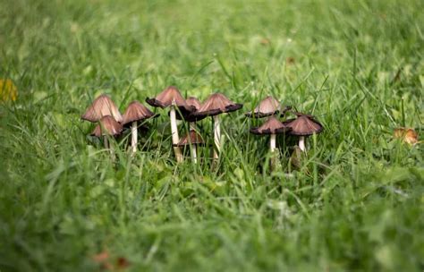 The Truth About Toadstools A Brief History Mushroom Huntress
