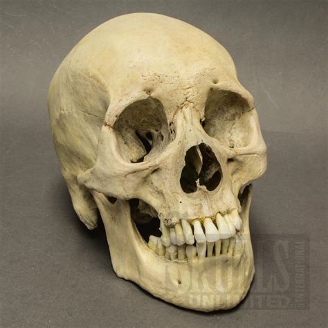 Real Human Skulls For Sale The Skull Appreciaton Society