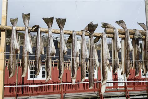 The Lofoten Fishery Stockfish And Export Visit Northern Norway