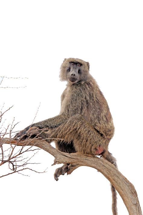 Free Baboon Png Transparent Images Download Free Baboon Png