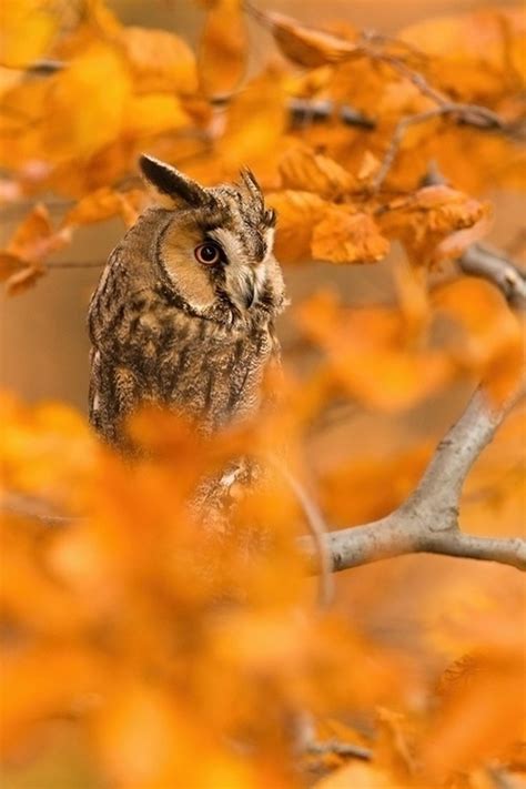 Autumn Owl Pictures Photos And Images For Facebook Tumblr Pinterest