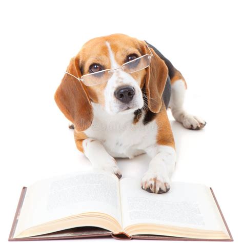 Dog Reading Book Stock Photo Image Of Golden Intelligent 704010