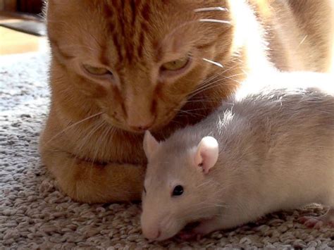 Cat And Rats Adorable Friendship Shatters Stereotypes