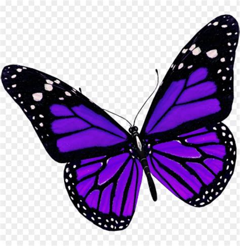 Purple Butterfly Tattoo Purple Butterfly Wallpaper Butterfly Wall