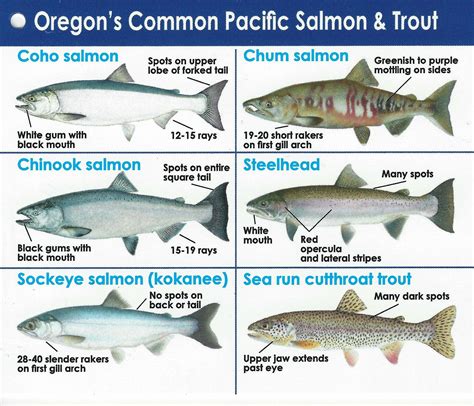 Salmon Species Salmon Pacific Salmon