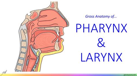 Pharynx Larynx Gross Anatomy YouTube