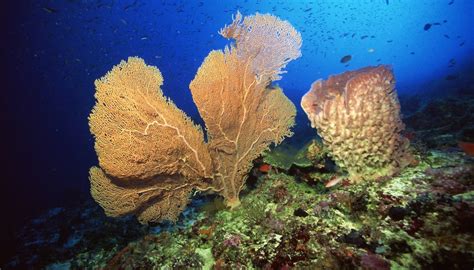 How Do Sponges Breath Sciencing