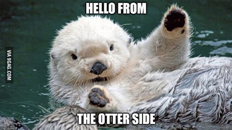 Hello Otter 9gag