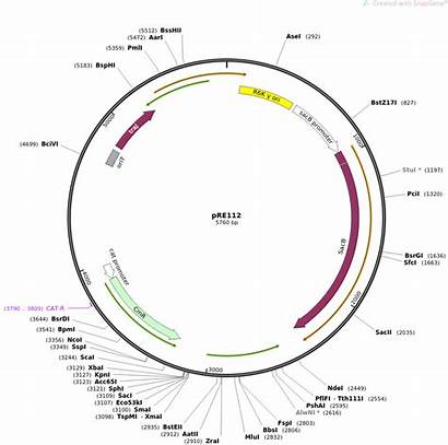 Sequence Sequences Plasmid Addgene Analyze