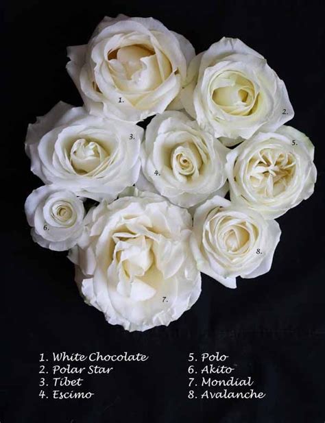Pin By Sarah 🌸 On Flowers To Remember Rose Varieties White Roses Rose