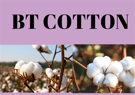 Bt Cotton To Reduce The Bt My Biology Dictionary