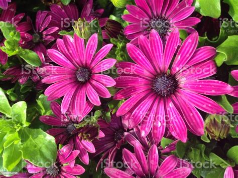 Purple Cape Marguerite Daisy Flowers Stock Photo Download Image Now