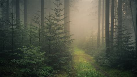 Fondos De Pantalla Baden Wurttemberg Bosque Negro Niebla Alemania
