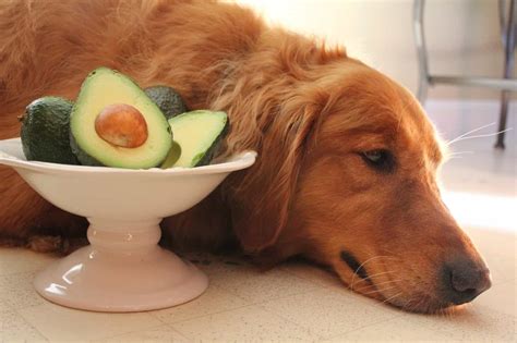 This is because avocados contain a toxin called persin. Can Dogs Eat Avocado? Side Effects, Health Benefits & Tips