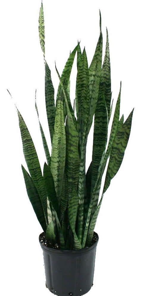 Different Kinds Of Snake Plants 35 Types Of Snake Plants With