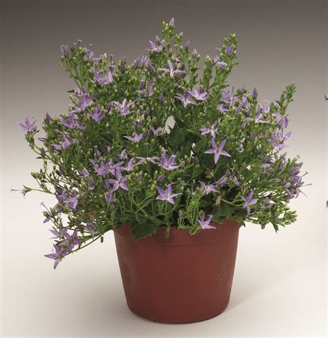 Breeders Seeds Ltd Perennials Campanula Filigree