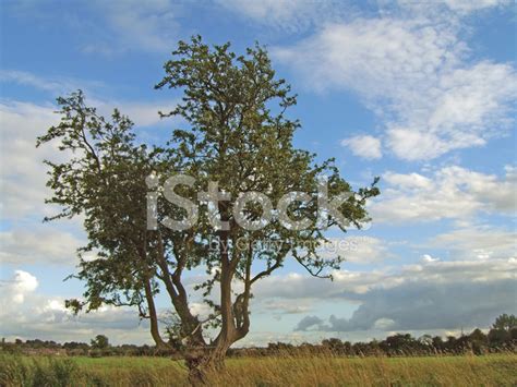 Isolated Tree 1 Stock Photo Royalty Free Freeimages