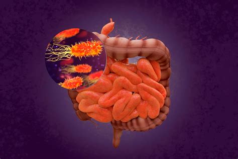 Microbiota Intestinal 10 Aspectos Poco Conocidos Para Una Vida