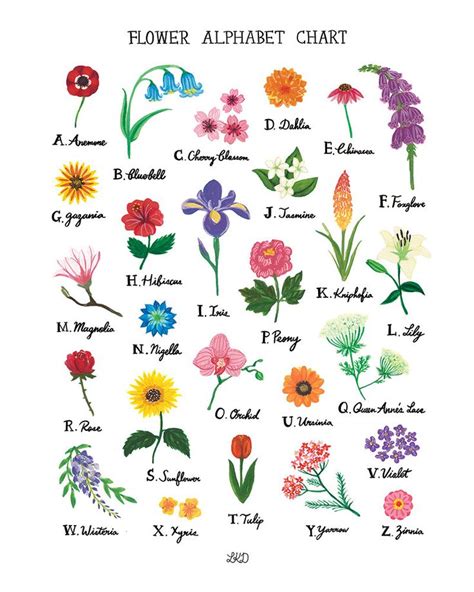 Flower Alphabet Chart Poster 18x24 Etsy Flower Drawing Flower