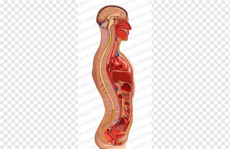 Sagittal Plane Homo Sapiens Torso Anatomy Human Body Endocrine System Hot Sex Picture
